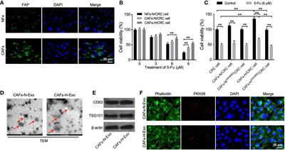 Loss of exosomal micro-RNA-200b-3p from hypoxia cancer-associated fibroblasts reduces sensitivity to 5-flourouracil in colorectal cancer through targeting high-mobility group box 3